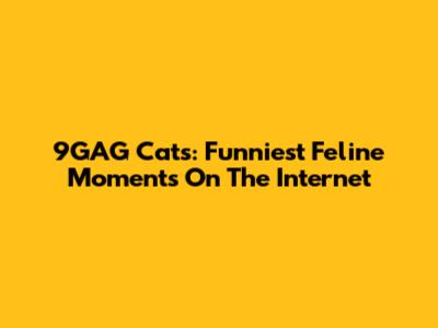 9GAG Cats: Funniest Feline Moments On The Internet
