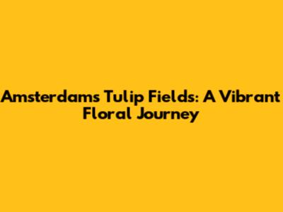 Amsterdam's Tulip Fields: A Vibrant Floral Journey