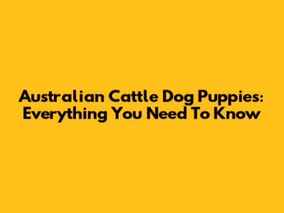 Australian Cattle Dog Puppies: Everything You Need To Know