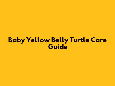 Baby Yellow Belly Turtle Care Guide