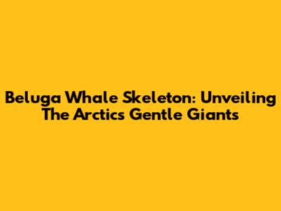 Beluga Whale Skeleton: Unveiling The Arctic's Gentle Giants