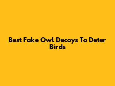 Best Fake Owl Decoys To Deter Birds