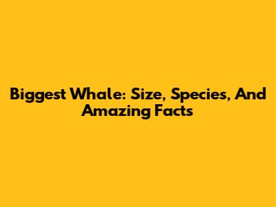 Biggest Whale: Size, Species, And Amazing Facts
