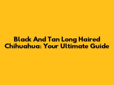 Black And Tan Long Haired Chihuahua: Your Ultimate Guide
