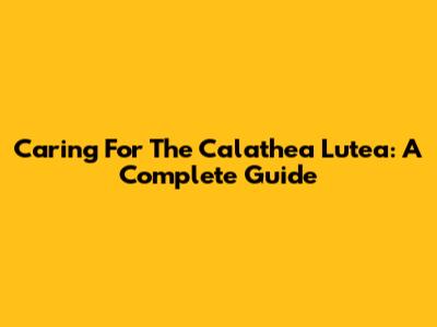 Caring For The Calathea Lutea: A Complete Guide