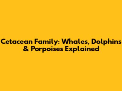 Cetacean Family: Whales, Dolphins & Porpoises Explained