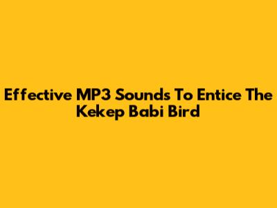 Effective MP3 Sounds To Entice The Kekep Babi Bird