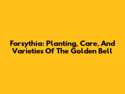 Forsythia: Planting, Care, And Varieties Of The Golden Bell