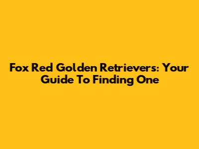 Fox Red Golden Retrievers: Your Guide To Finding One