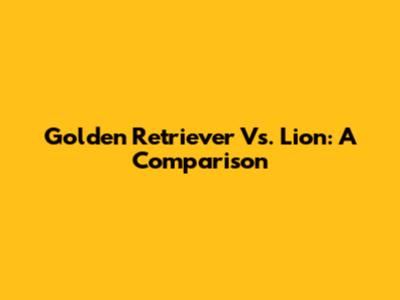 Golden Retriever Vs. Lion: A Comparison