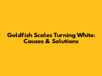Goldfish Scales Turning White: Causes & Solutions