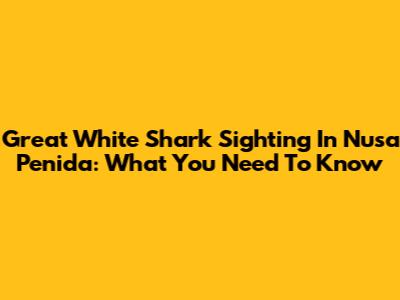 Great White Shark Sighting In Nusa Penida: What You Need To Know