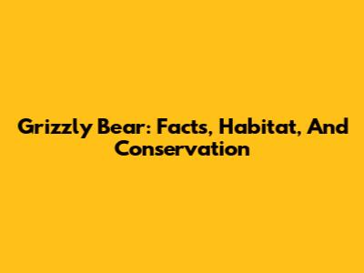 Grizzly Bear: Facts, Habitat, And Conservation