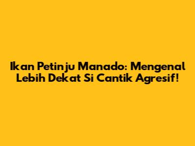 Ikan Petinju Manado: Mengenal Lebih Dekat Si Cantik Agresif!