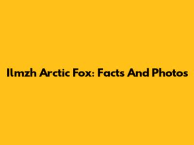 Ilmzh Arctic Fox: Facts And Photos