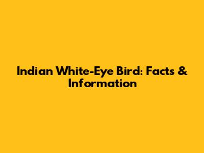 Indian White-Eye Bird: Facts & Information
