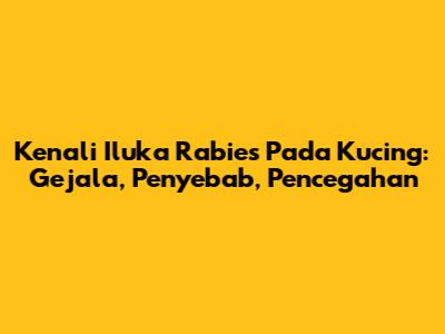 Kenali Iluka Rabies Pada Kucing: Gejala, Penyebab, Pencegahan