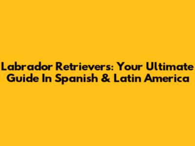 Labrador Retrievers: Your Ultimate Guide In Spanish & Latin America