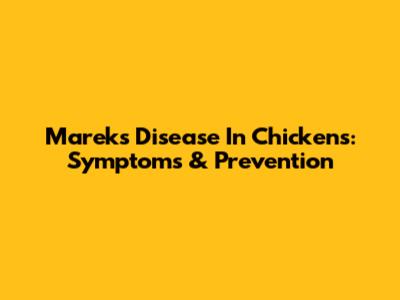 Marek's Disease In Chickens: Symptoms & Prevention