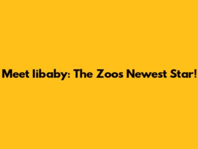 Meet Iibaby: The Zoo's Newest Star!