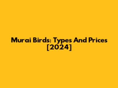 Murai Birds: Types And Prices [2024]