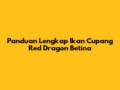 Panduan Lengkap Ikan Cupang Red Dragon Betina