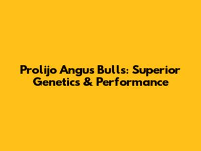 Prolijo Angus Bulls: Superior Genetics & Performance