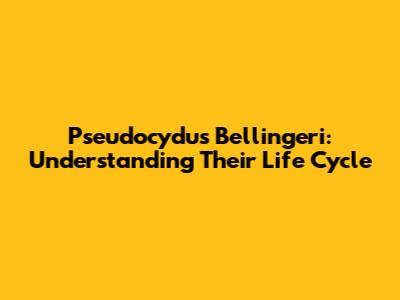 Pseudocydus Bellingeri: Understanding Their Life Cycle
