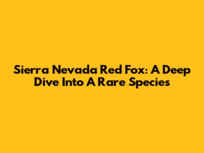 Sierra Nevada Red Fox: A Deep Dive Into A Rare Species