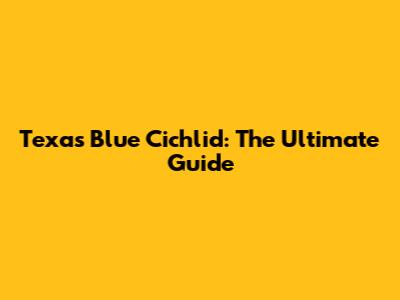 Texas Blue Cichlid: The Ultimate Guide