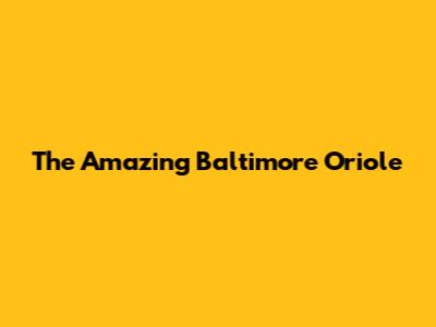 The Amazing Baltimore Oriole