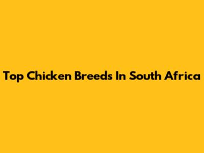 Top Chicken Breeds In South Africa