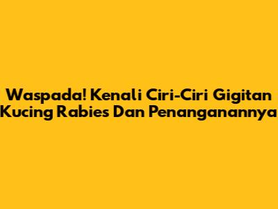 Waspada! Kenali Ciri-Ciri Gigitan Kucing Rabies Dan Penanganannya