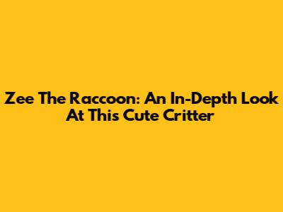 Zee The Raccoon: An In-Depth Look At This Cute Critter